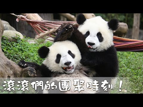 《超萌滾滾秀》第一百三十七期 滾滾們的團聚時刻 | iPanda熊貓頻道