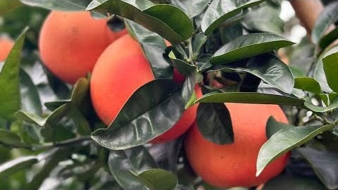 Cung cấp phân thuốc-cây giống bưởi ruby- đỏ Nhung và các loại cây trồng theo yêu cầu -0919705120