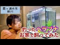 【釣りガールの日常】霞ヶ浦で釣ったヘラブナを飼ってみた‼︎