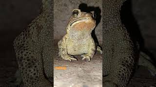 Frog 🐸#Shorts#funny frog#wildlife #toad