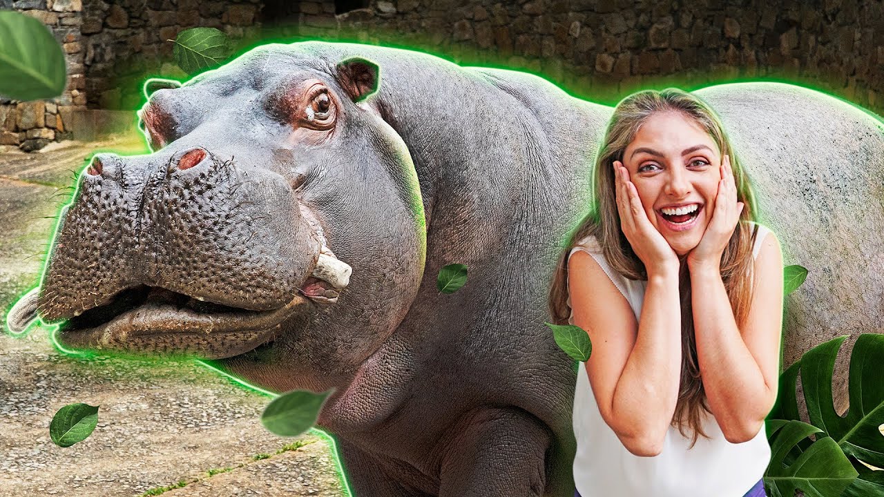 Levamos um HIPOPÓTAMO ao DENTISTA!