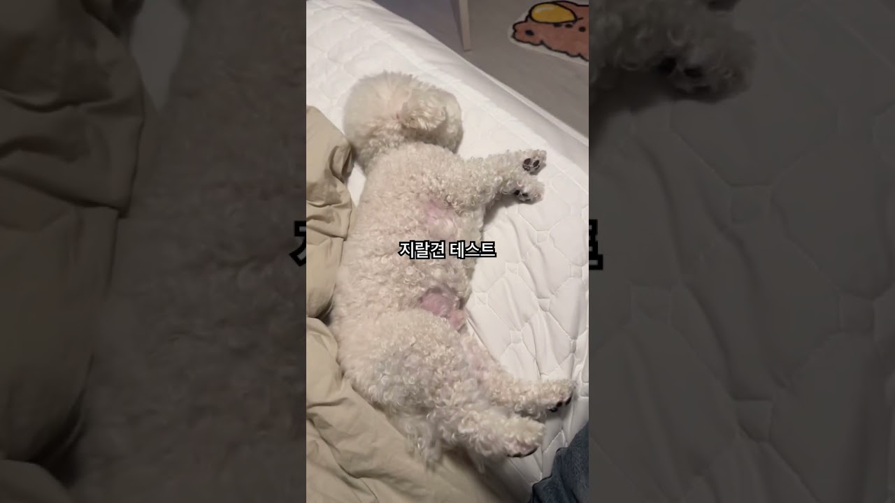 강아지 성격 테스트 #shorts #bichon #강아지