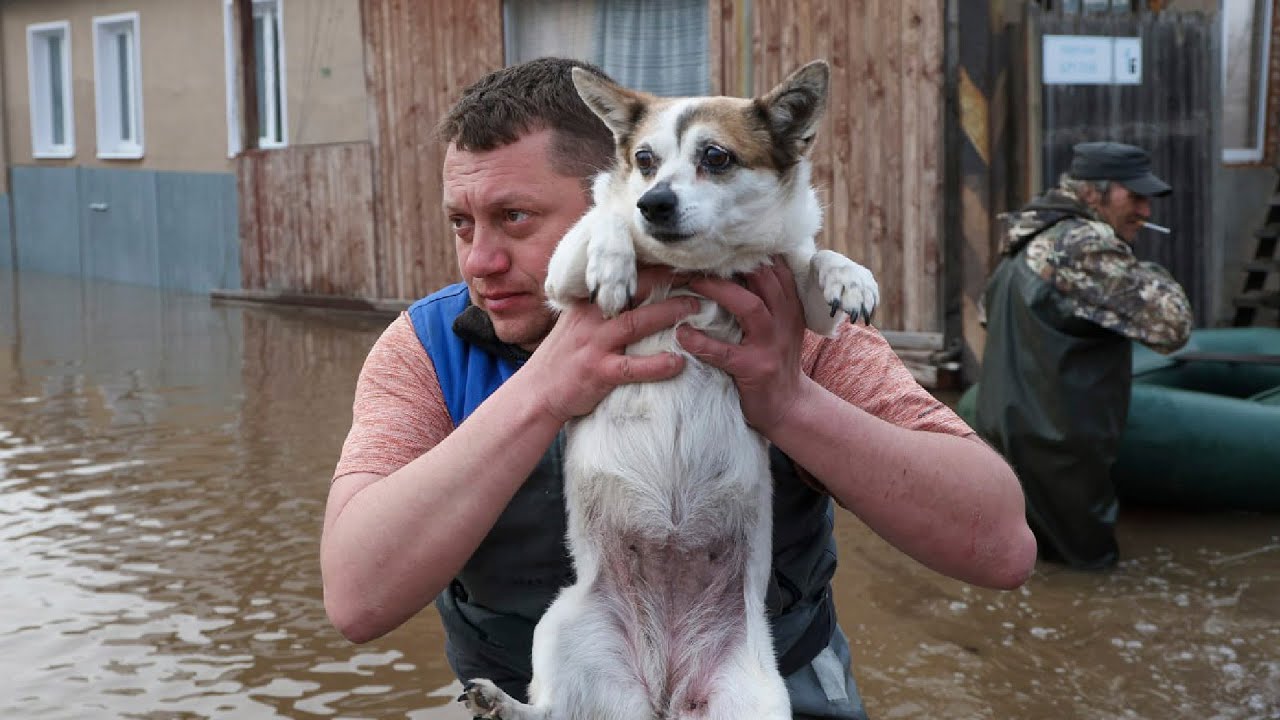 Волонтеры массово вывозят животных их затопленного Петропавловска