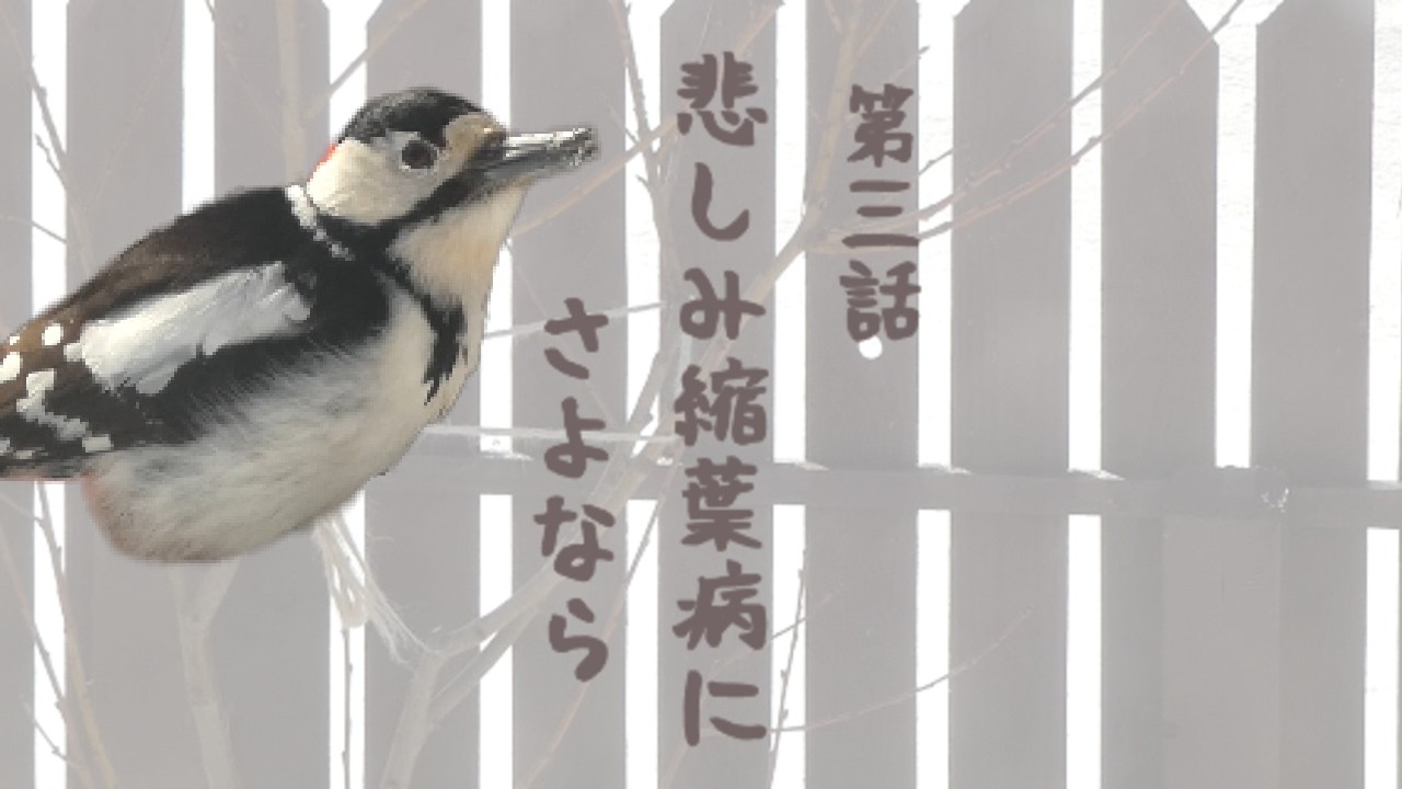 「悲しみ縮葉病にさよなら」野鳥アカゲラ・オーガニック栽培用農薬・サーターアンダギー作り ～ ドラマな庭