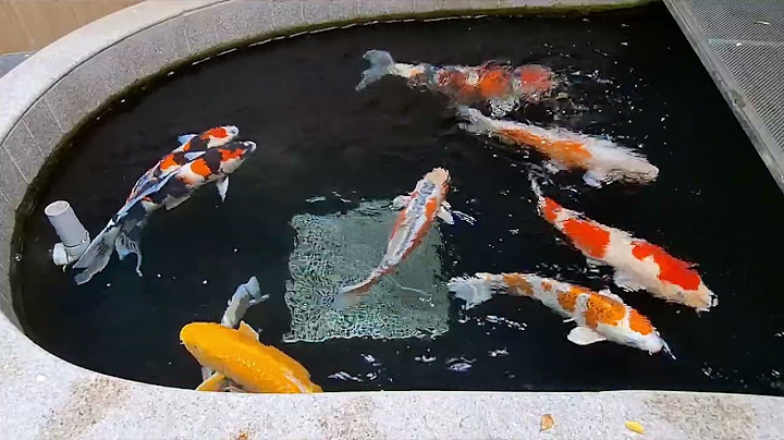 Watching Koi Fish