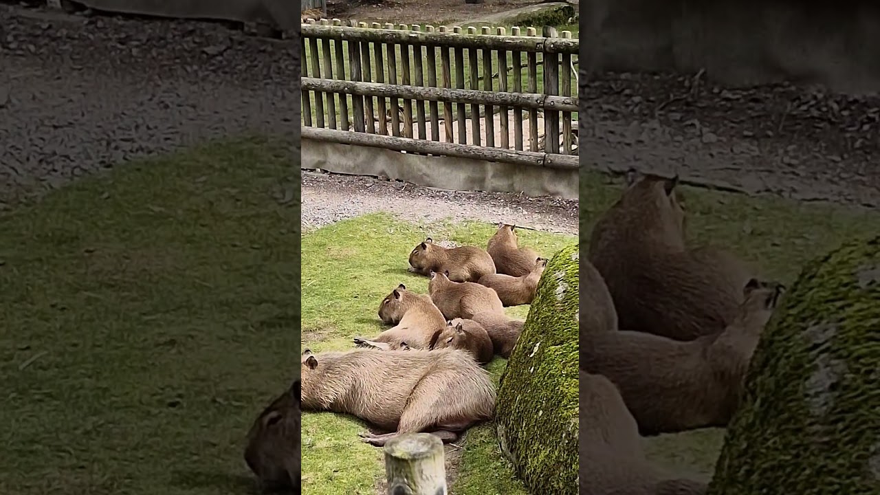 cute capybaras