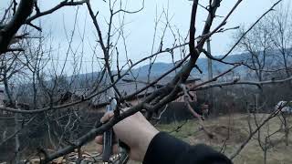 Cum Se Fac Tăierile De Fructificare La Prun. Tăieri La Prun.