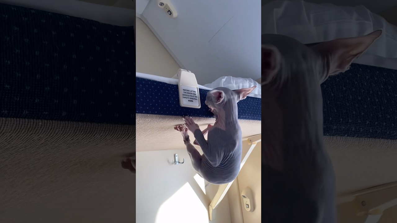 The cat who can fly #cat #funny #funnyvideo #funnyshorts #funniestvideo #newideas #catshorts