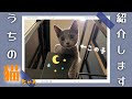 うちの猫ちゃん紹介します（るなとの日常）