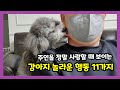 강아지가 주인을 사랑할 때 보이는 놀라운 행동 11가지 【강아지 애정표현, 사랑표현│강아지가 나를 좋아할 때 보이는, 하는 행동】