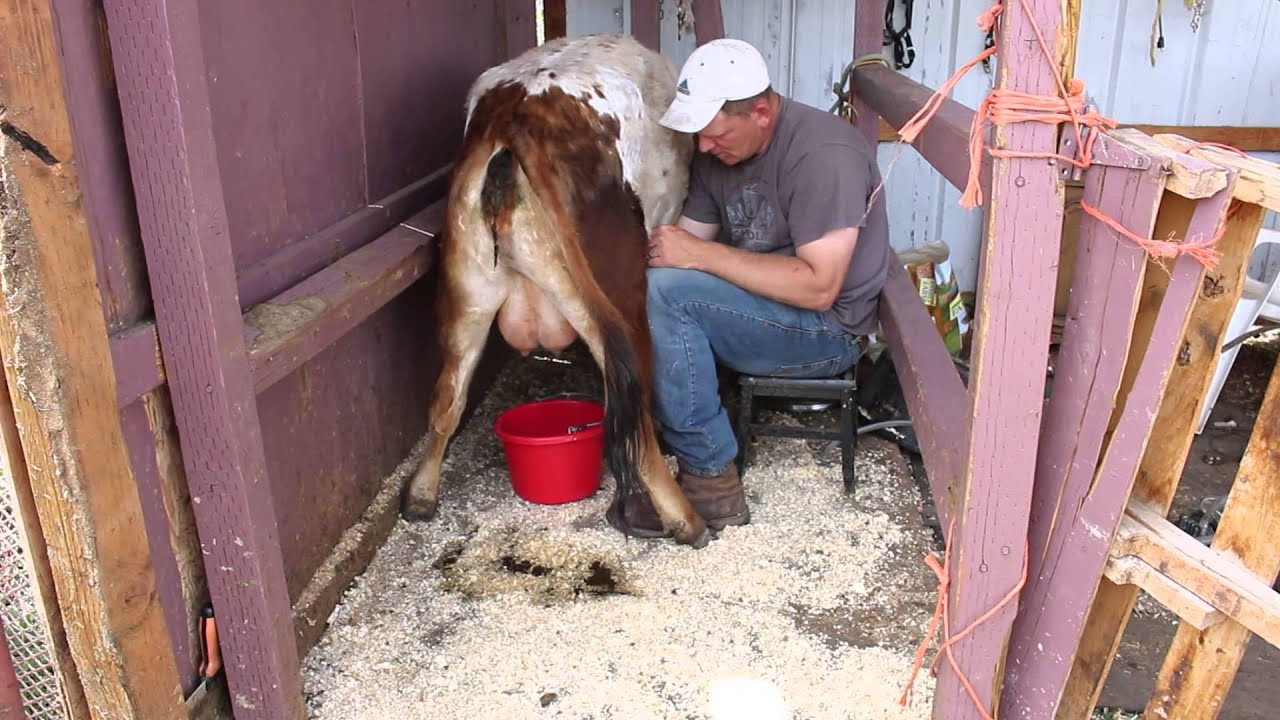 Milking a mini Jersey cow