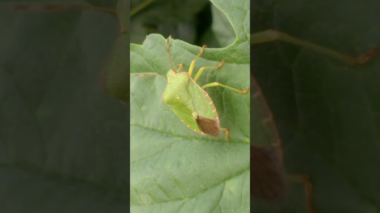 Green Shield Bug / Щитник Зелёный Древесный 