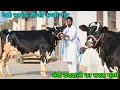 मंडी डबवाली का सस्ता फार्म!! पहली बार में 30 लीटर तक दूध वाली गाय बिकाऊ Top Breed Top milk cows Sale