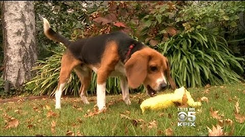Beagles Rescued From Labs In Bay Area, Nation After Being Used For Chemical Testing