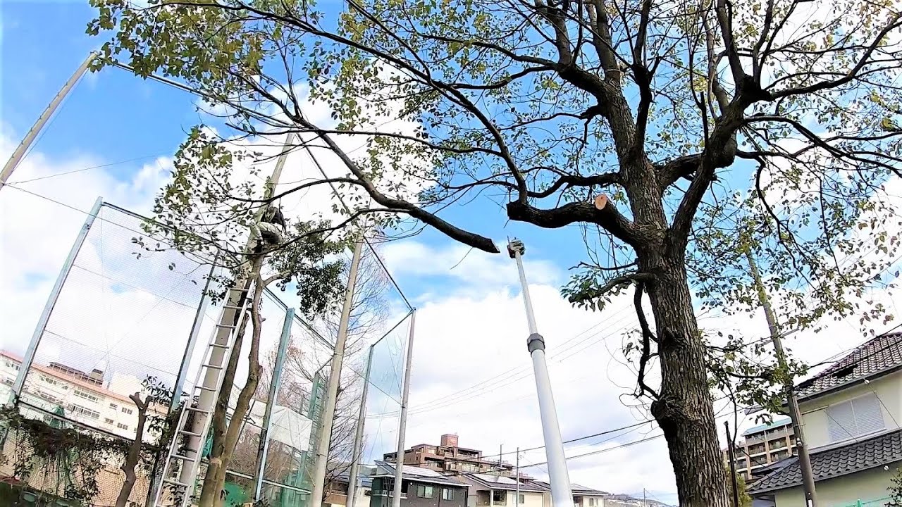 高枝チェーンソーでクスノキの枝払い♪その後伐採、抜根！　【ハスクバーナ　530iPT5】