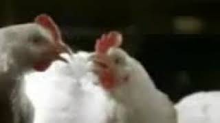 Delilo Oynayan Tavuk