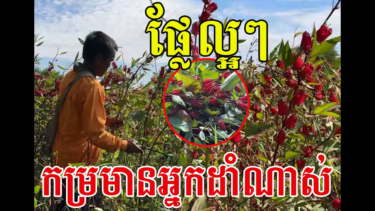 ស្រួលដាំ និងប្រយោជន៍នឹកស្មានមិនដល់