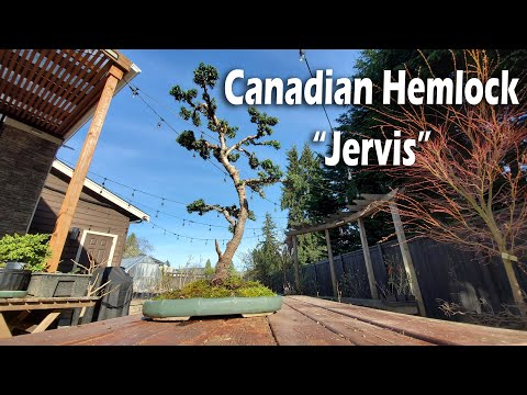 Video: Canadian Hemlock Tsob Ntoo Facts - Yuav Ua Li Cas Kho Cov Ntoo Canadian Hemlock