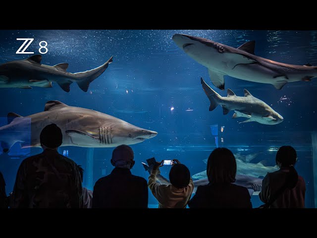 大洗水族館】サメの飼育種類数日本一の水族館 ｜🇯🇵日本／茨城
