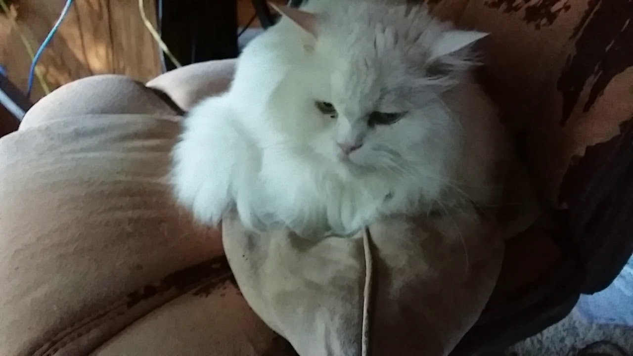 Grumpy Persian Maine Coon Mix Go Ahead Make My Day Youtube