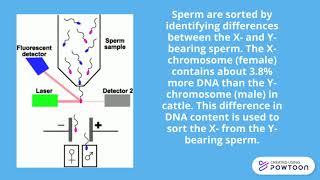 Flow Cytometry In Sperm Sexing