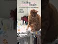 Ranking the FUNNIEST Cats Getting Caught 🐱😂 #catfails #catmoments #catmemes #viral #shorts #ranking