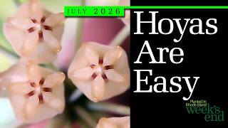 HOYAS ARE EASY | Some Tips And Suggestions To Make Growing Hoyas In Your Home Easy And Painless