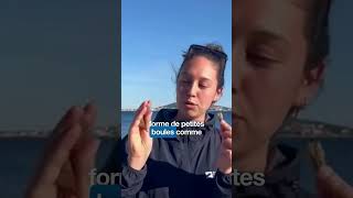 Pourquoi la posidonie, cest génial ?