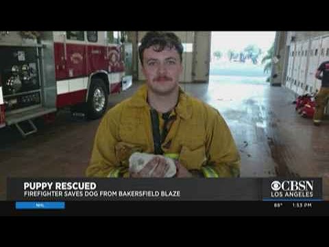 Firefighter Rescues Newborn Puppy From Bakersfield Brush Fire