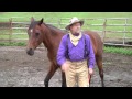 Fear Vs. Alpha - How to establish a working relationship with your horse.