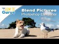 How You Can Use Photoshop Elements Blending Pictures - How to Combine Animals in Photo Tutorial