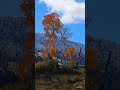 autumn color in yellowstone #autumn #lamarvalley