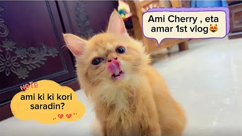 Video 11683781: cute catlover pets cats, cats pets catlover funny, catlover cute love pets