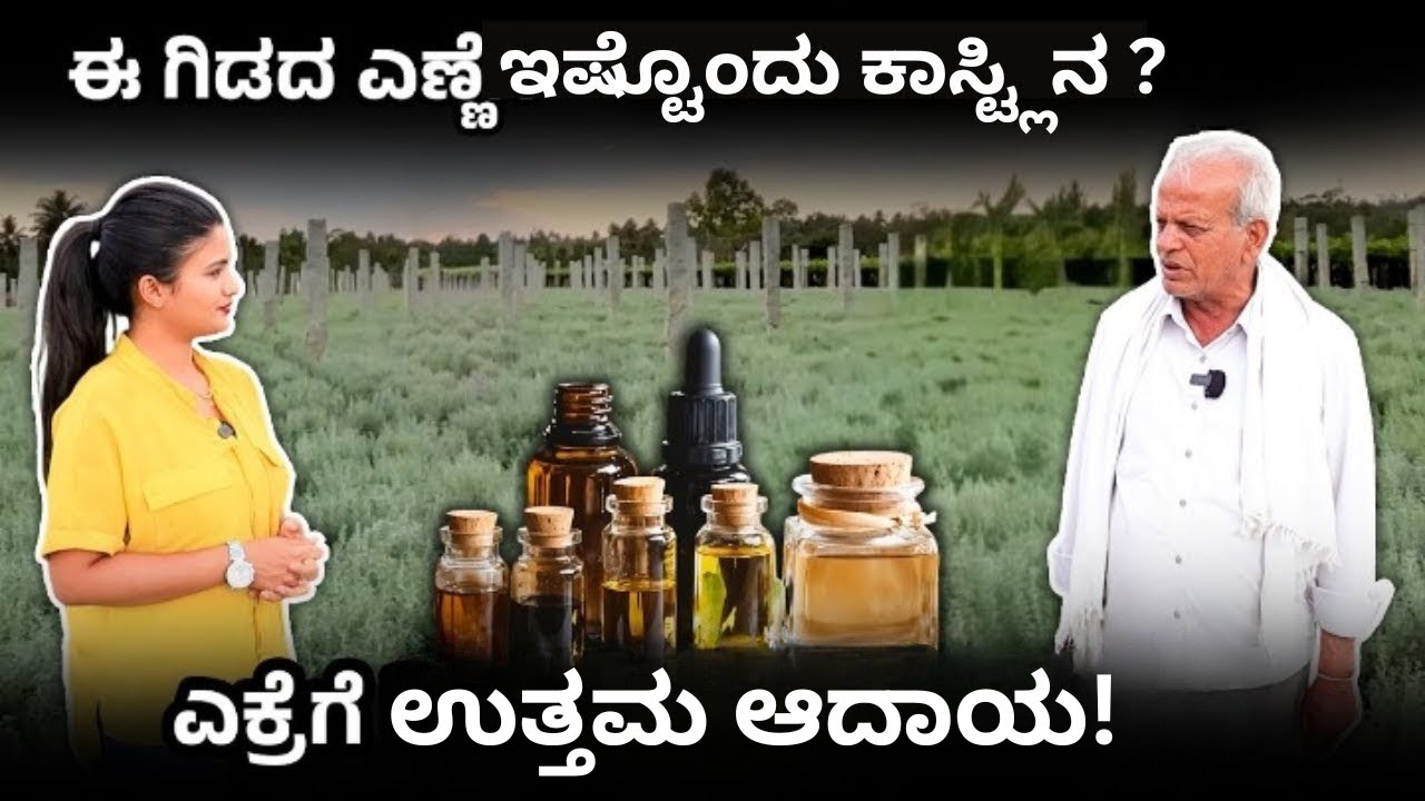 ಕಡಿಮೆ ನಿರ್ವಹಣೆ, ಅಧಿಕ ಲಾಭ | 1KG ಸೆಂಟ್ ಗಿಡದ ಎಣ್ಣೆಗೆ ಎಷ್ಟು ಗಳಿಸಬಹುದು | Perfume Plant | Dhavana Farming