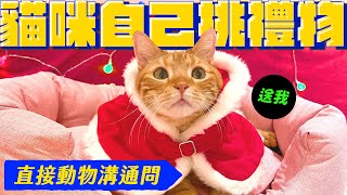 動物溝通問貓咪想要什麼聖誕禮物親自拆禮物超爆笑宇宙猫咪