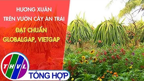 Hương Xuân trên vườn cây ăn trái đạt chuẩn globalgap, vietgap