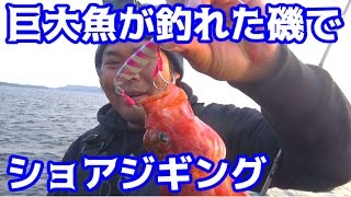 巨大クエが釣れた磯でショアジギングに挑戦！！
