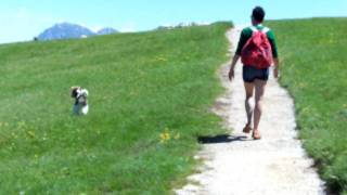 Fox Terrier Guusje Dolomieten 2010