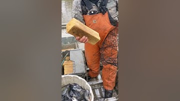 wire nets and catfish