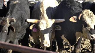 Chasing the 8 - What does it take to survive 8 seconds on top of a bull