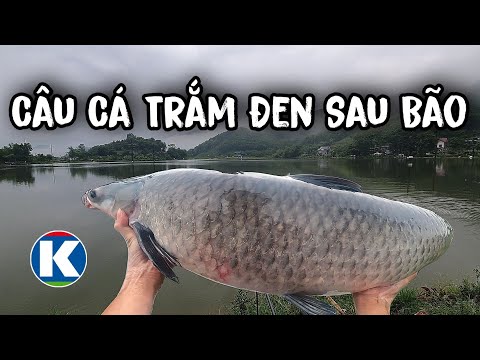 Đi Câu Sau Bão Cá Trắm Đen Có Ăn Không?