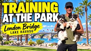 Real Dog Training in Lake Havasu | Lucy & Ollie’s Success Story