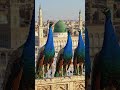 Madina Munawwara – Roohani Sukoon Ka Markaz | Muhammad Nabina #sunnah #shorts #trending
