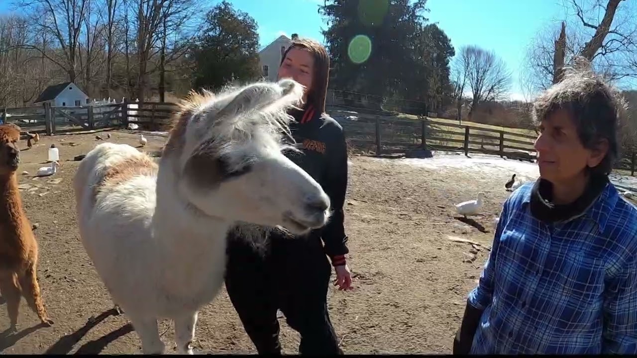 It's unimaginable.' Farm sanctuary in danger of losing home, needs $500,000