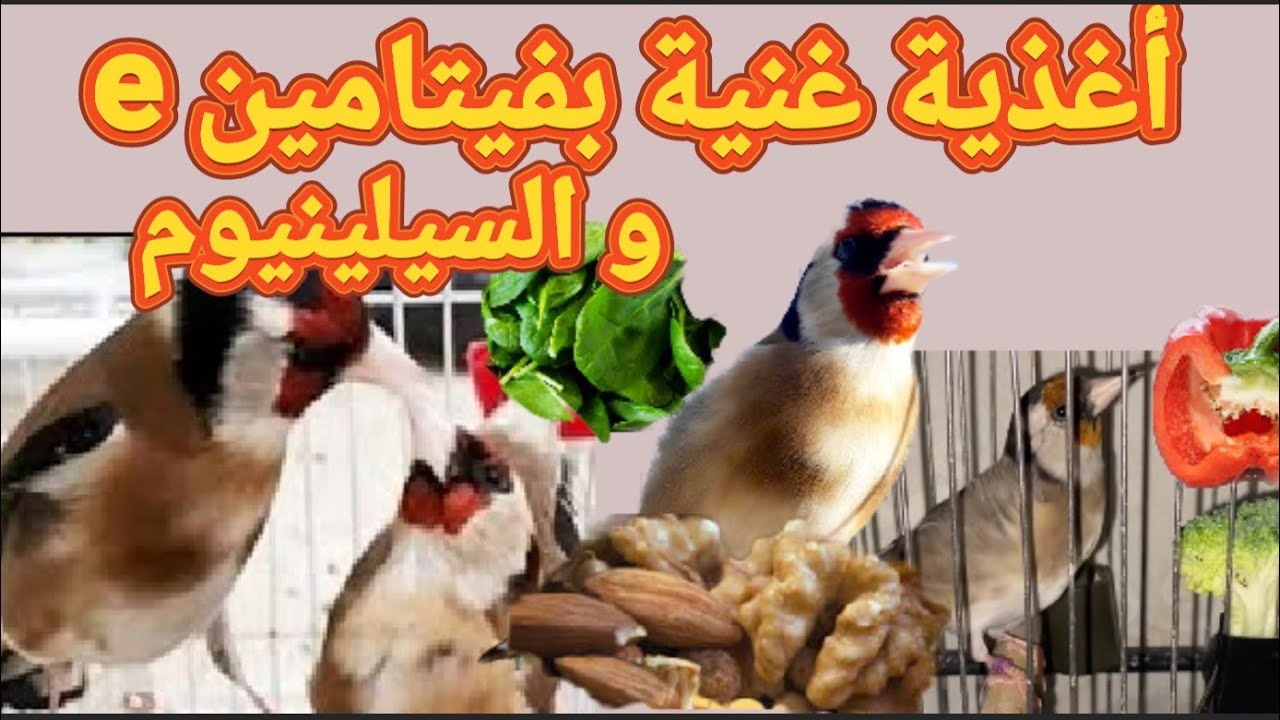 الأغذية التي تحتوي على فيتامين e و السيلينيوم يرفعان نسبة الخصوبة و الإنتاج يسرعان تجهيز عنقود البيض