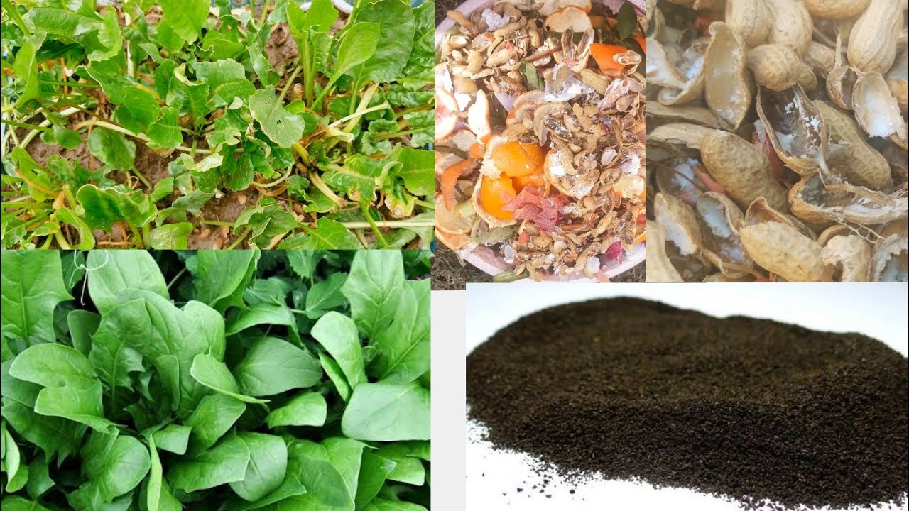 Grow spinach without seeds || How to Make Compost without smell