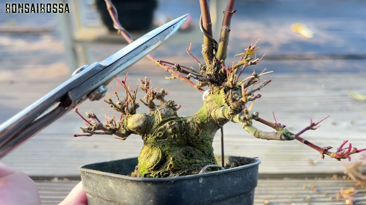 【YMJ】差し枝の立て替え中 #盆栽 #bonsai