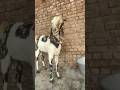 Goat Farming in Bihar 2026 | Mr Goat Farm Kasma Chakand Gaya Ji