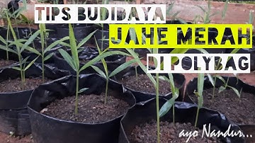 TEKNIK DAN CARA BUDIDAYA JAHE MERAH DI POLYBAG TIPS MEMULAI BUDIDAYA JAHE MERAH DI POLYBAG