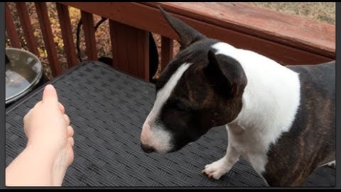 Train Your Dog to Leave It: When to Add a Cue